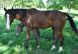 Chevaux &agrave; vendre - VANGOG DE TUS