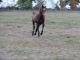 Cheval &agrave; vendre - ACCAPULCO DE RIVERLAND OC