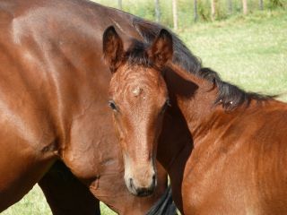 Cheval &agrave; vendre - ALADIN DE RIVERLAND OC