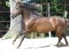 Chevaux &agrave; vendre - bonito
