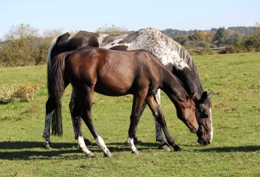 <b>Diamantina foal avec Vision, 2021</b>         