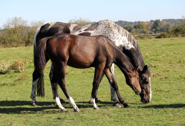 <b>Diamantina foal avec Vision, 2021</b>         