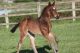 Cheval &agrave; vendre - Bellissima du Soleil SF - Bellissima du Soleil - Domaine du Soleil - www.dreamclic.com