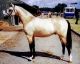 Sallie &eacute;talon - Eyarth Troy Welsh - Troy Yearling - Coll priv&eacute; Cadlan Valley