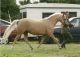 Sallie &eacute;talon - Eyarth Troy Welsh - Thistledown Pretty Posh par Eyarth Troy - Coll Priv&eacute;