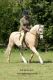 Sallie &eacute;talon - Eyarth Troy Welsh - Cadlan Valley Sandpiper par Eyarth Troy - CV collection priv&eacute;