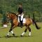 Chevaux - CANAPE