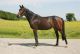 Cheval &agrave; vendre - ABKE X LIMES X SILVIO I OLDBG - Ab&egrave;le de Hus - Haras de Hus