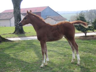 Cheval &agrave; vendre - alouette de riverland SFA
