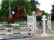 Chevaux &agrave; vendre - pepite roctaillade
