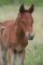 Chevaux &agrave; vendre - AGDARA LA LIZONNE