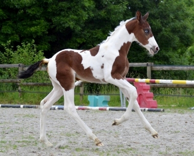 <b>James Bond foal, 2019</b>               