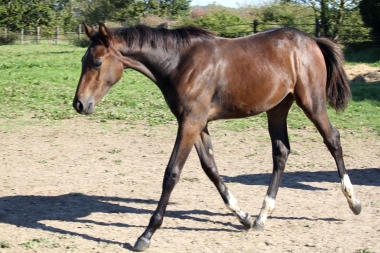 <b>Diamantina foal avec Vision, 2021</b>         