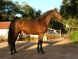 Chevaux &agrave; vendre - CORONEL II