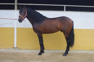 Cheval &agrave; vendre - LIMPIABOTAS PRE