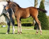 Haras de Hus : CONRAD x CASSINI I x
REICHSGRAPH SF