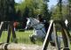 Cheval - Aquelblup AA