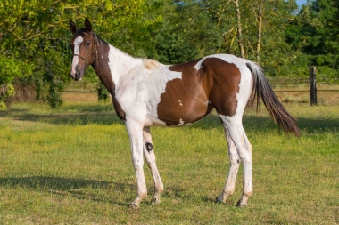 <b>Quelle Dame Yearling, 2023</b>                    