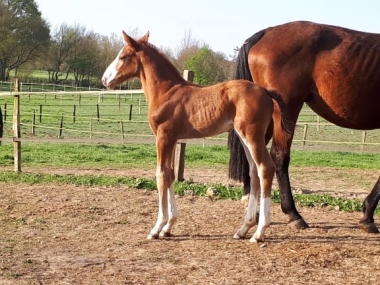 Jolly Jumper, 2 semaines