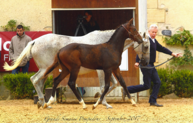 Hendro de Saint'A AAC
